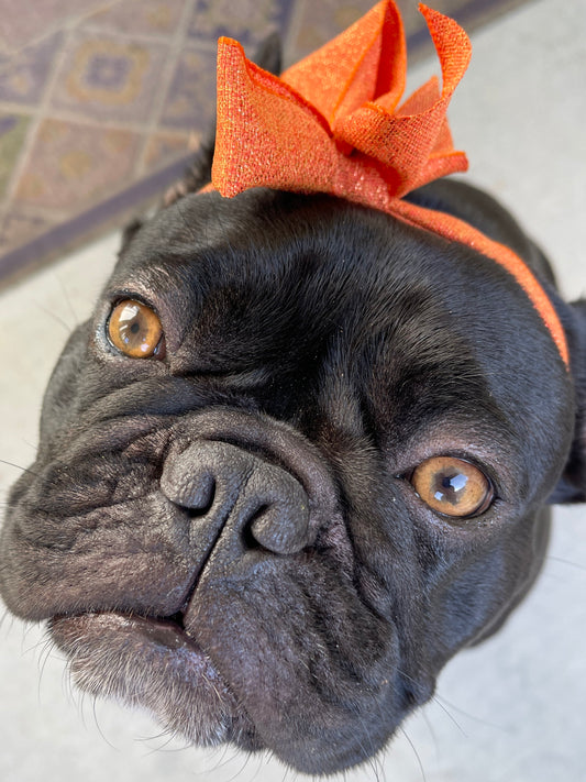 Prepare Your Furry Friends for the Halloween Party.