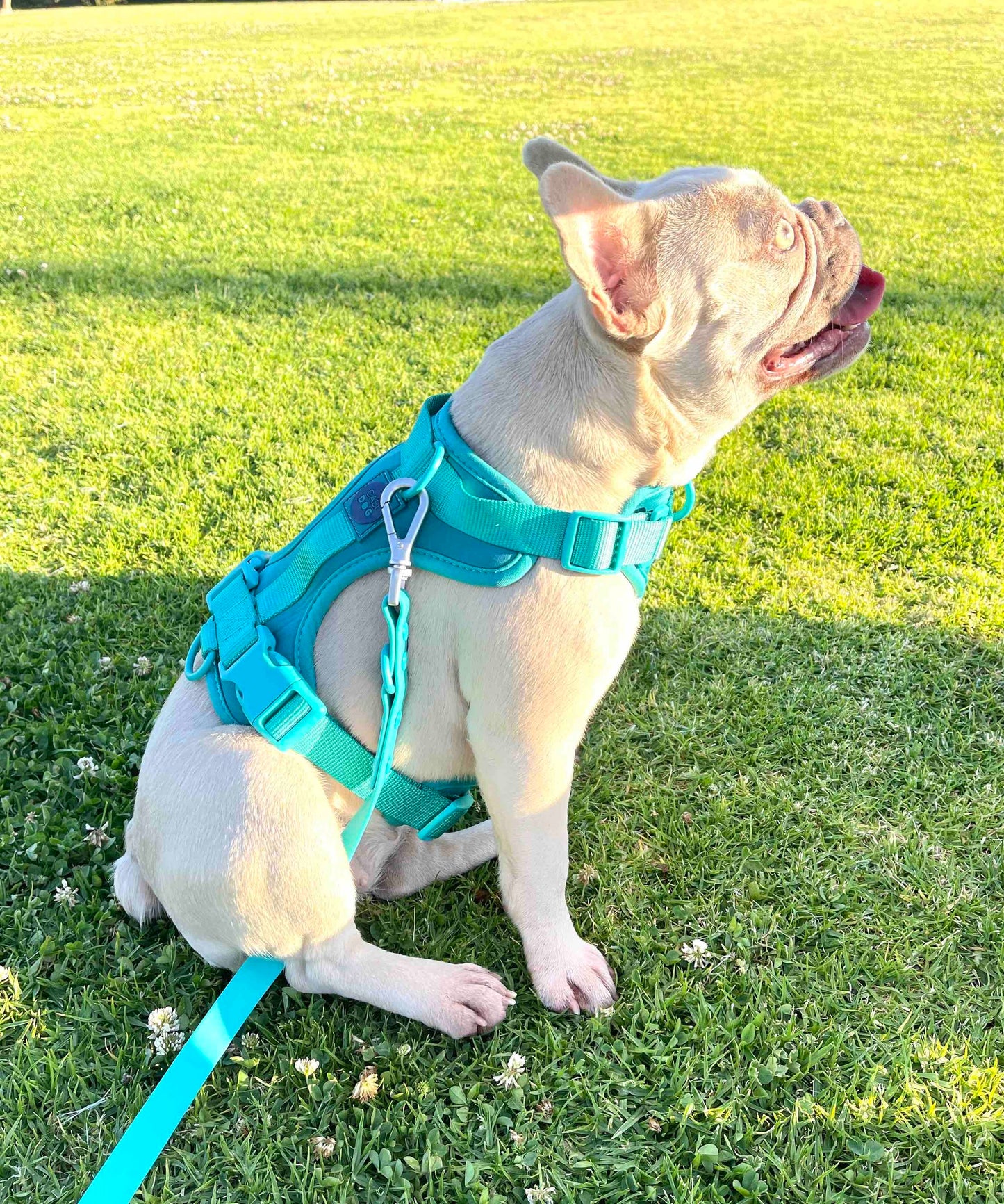 Comfort Dog Harness