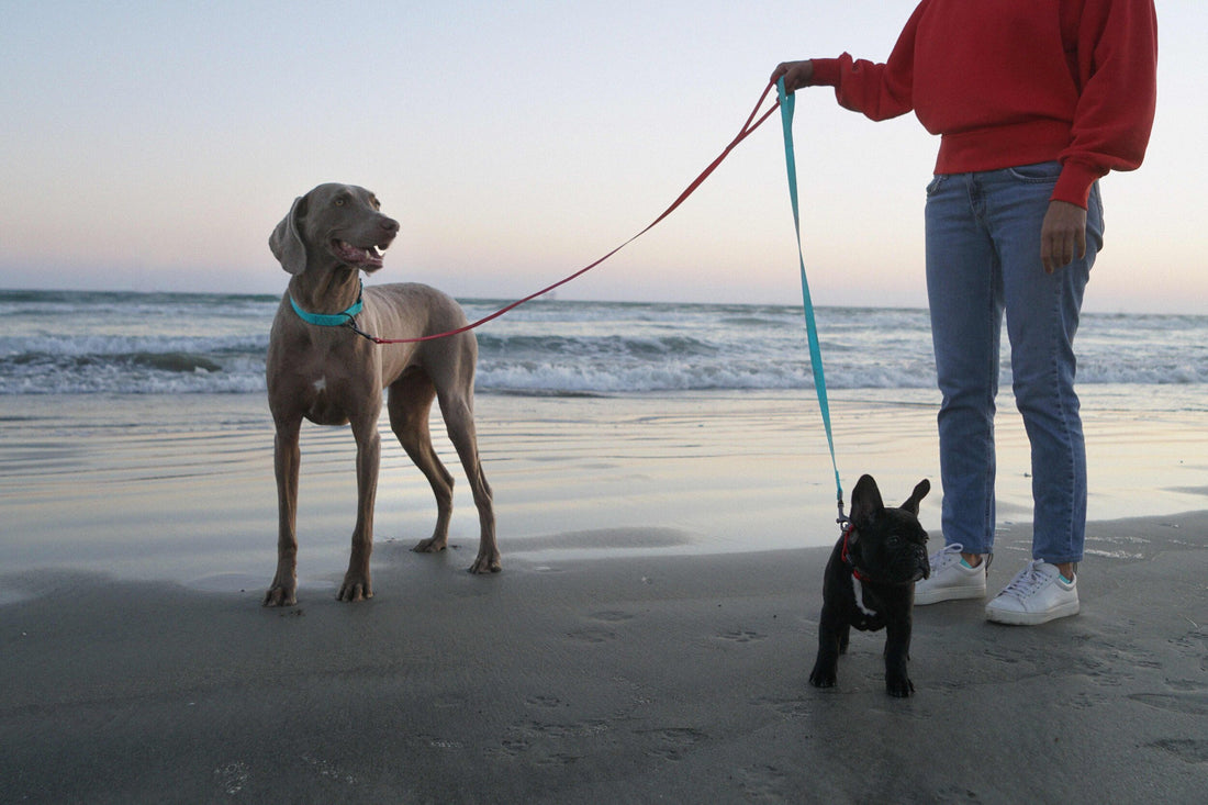 Water-proof, stink-proof, bacteria-proof CaliDog colorful dog collars and leashes are here!