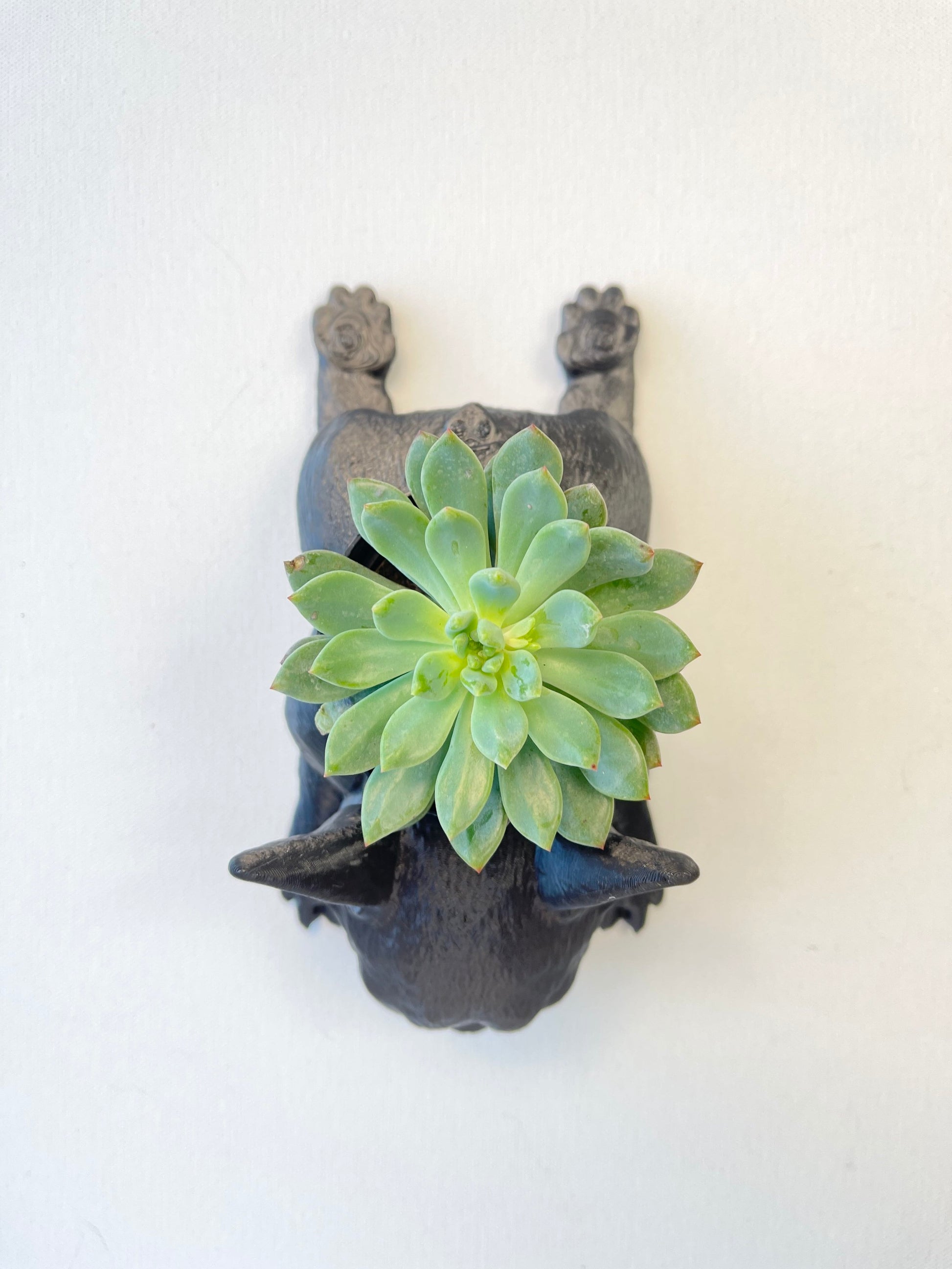 french bulldog potted plant French Bulldog Planter Black