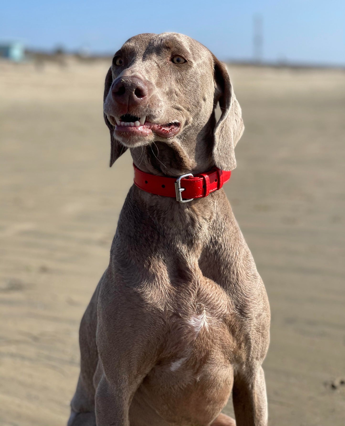 Deluxe Red Dog Collar