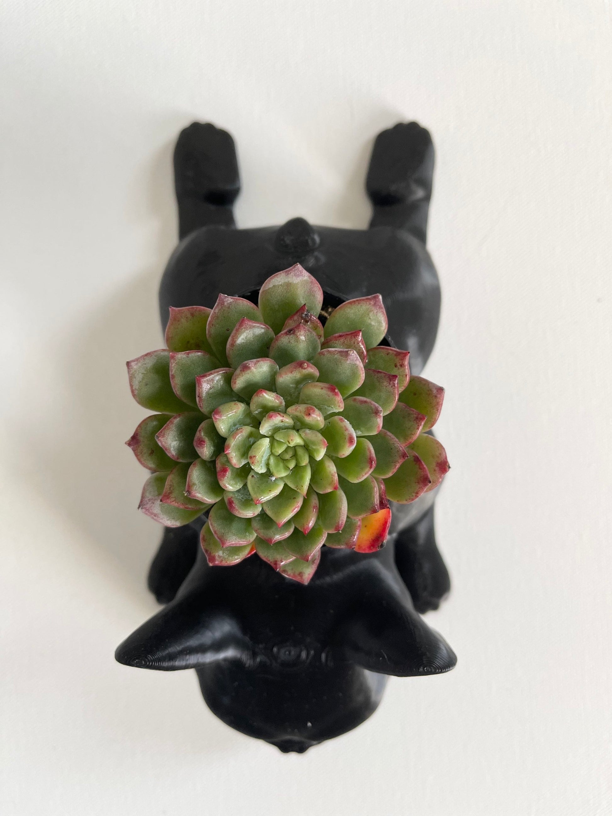 french bulldog succulent planter French Bulldog Planter Black
