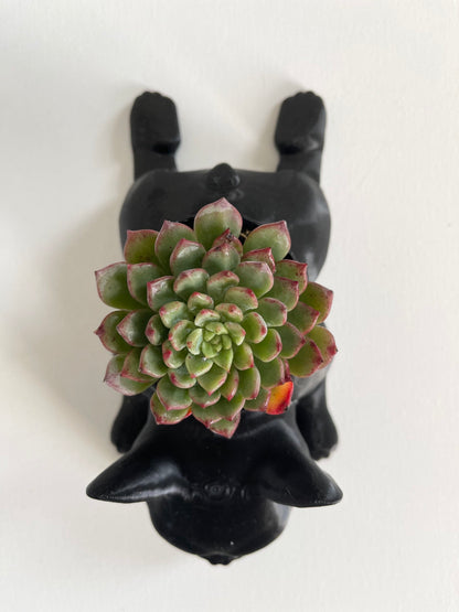 French Bulldog Planter