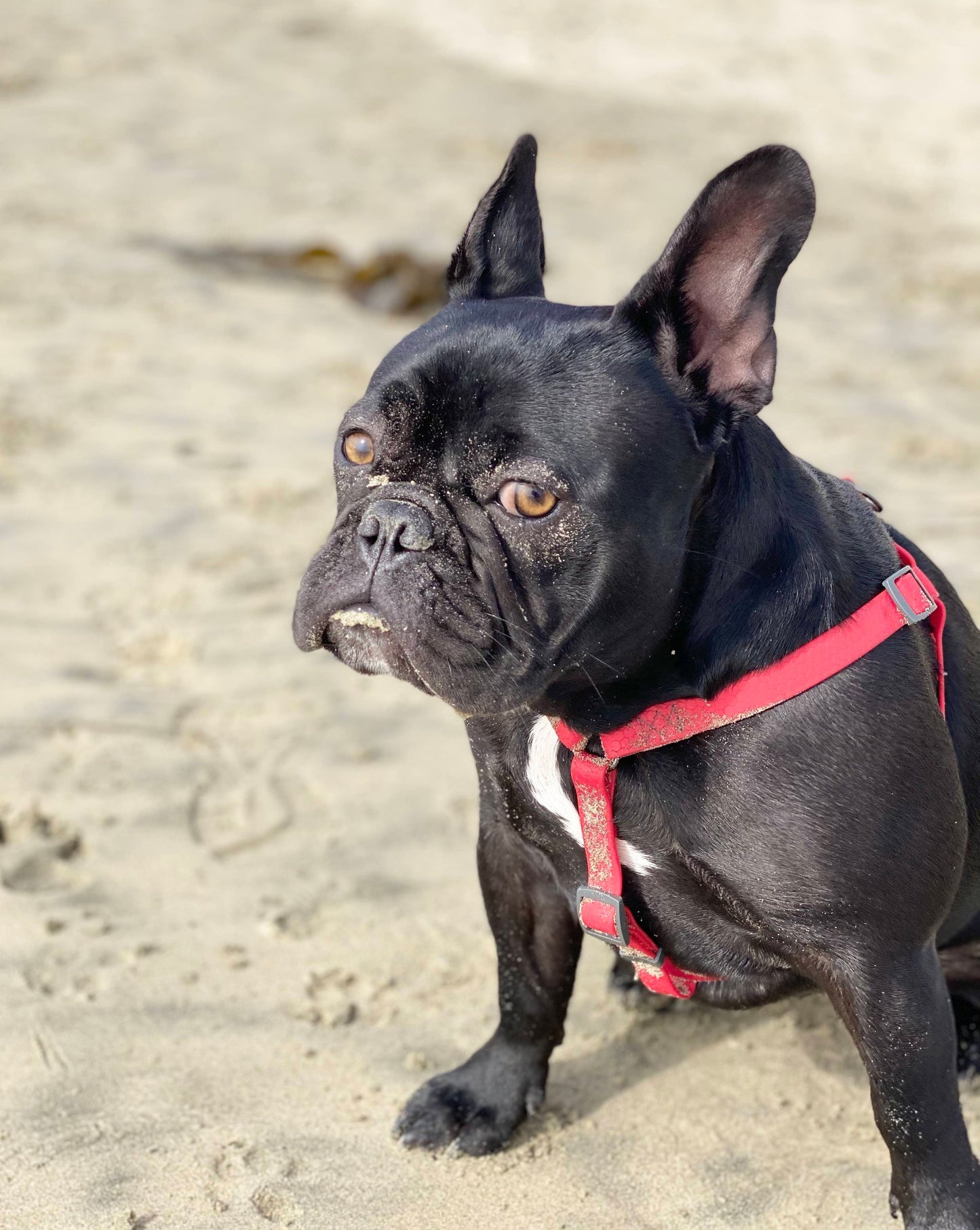 Red Waterproof Dog Harness