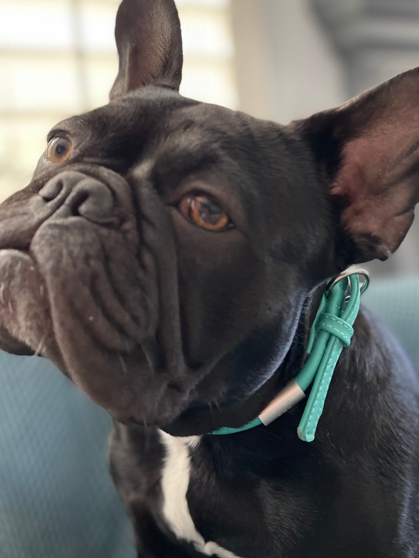 Mint Rolled Leather Dog Collar and Leash Set