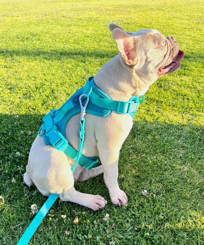 Comfort Dog Harness and Leash Set