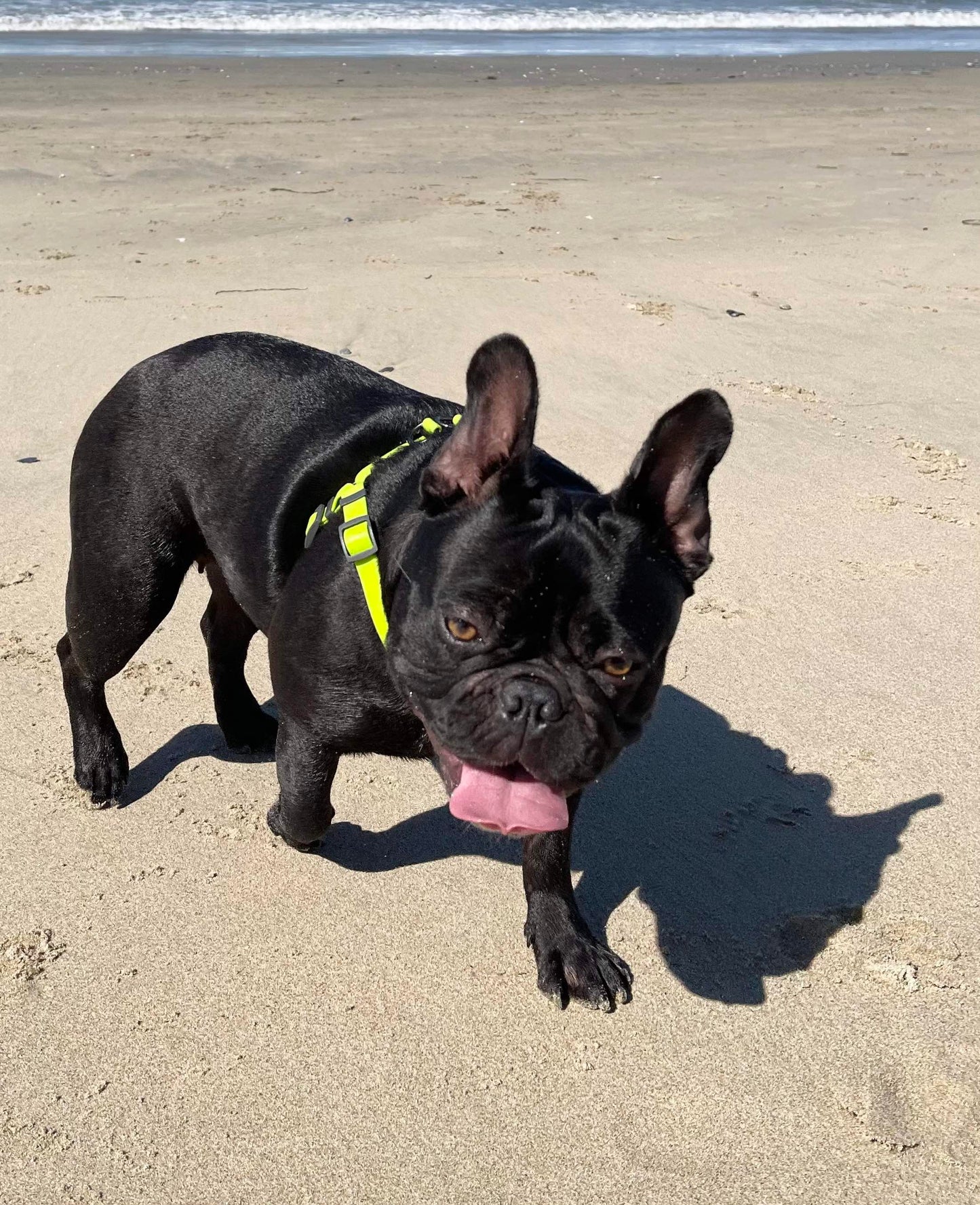 Green Waterproof Dog Harness