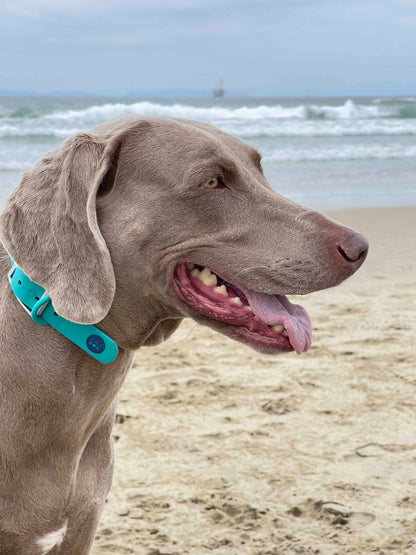 Teal Waterproof Dog Collar