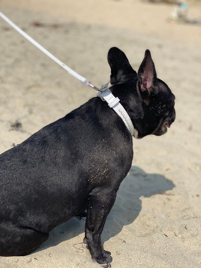 White Dog Collar and Leash Set