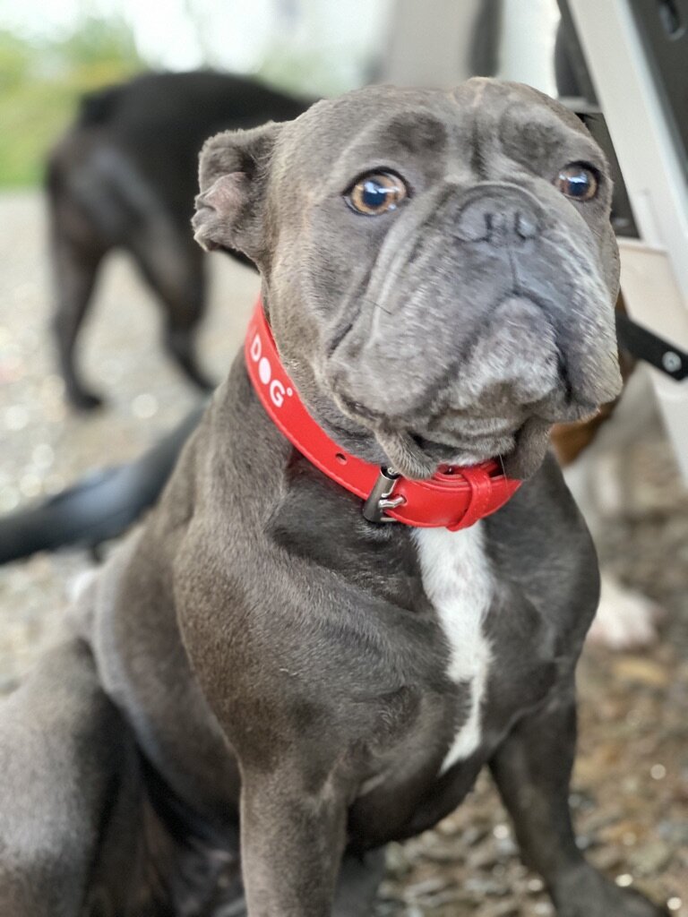 Red Dog Collar and Leash Set